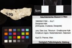 Foto (Objket + Etiketten) von Cyclothyreus sp. 